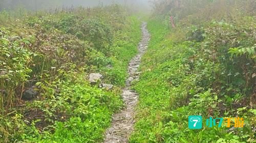 森林崎岖下山道